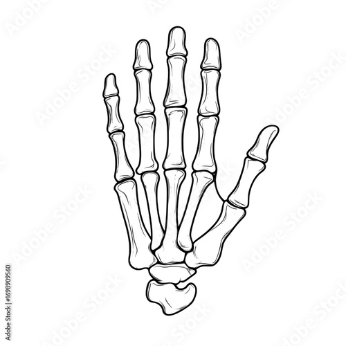 In a striking black and white design, the Skeleton Hand displays a bold and graphic silhouette of a human hand, its exposed bones evoking a sense of mystery and intrigue