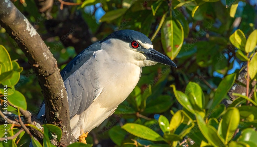 Fototapeta premium A black-crowned night heron perches attentively on a tree branch, showcasing its striking plumage and vibrant surroundings.