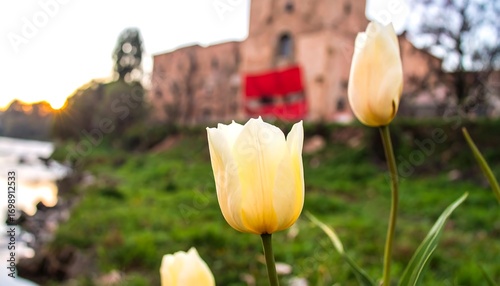 Pale tulips by river, ancient building