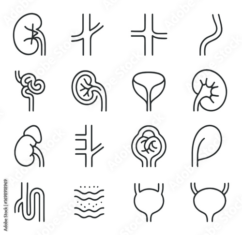 Medical anatomy linear icon set. featuring kidney, vein, bladder, ureter, and urethra symbols