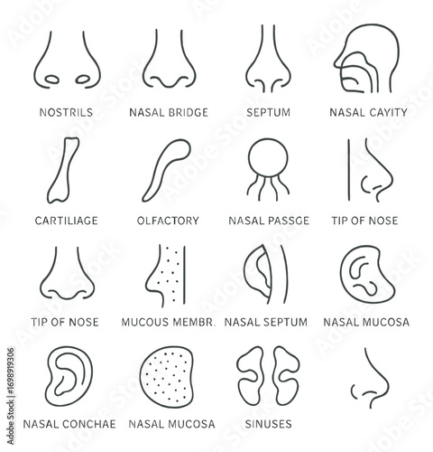 Anatomy linear icon set. featuring nostrils, nasal bridge, septum, nasal cavity, olfactory, and nasal passage symbols