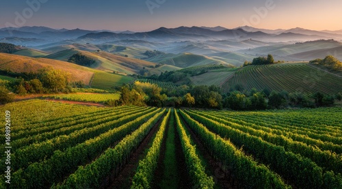Wallpaper Mural Sunrise over rolling vineyards.  Misty hills rise in the distance Torontodigital.ca