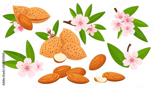 A collection of whole and halved almonds, alongside blossoms and leaves, creates a visually appealing and healthy image.