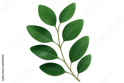 Realistic green leaves branch isolated on transparent background, perfect for nature-themed designs
