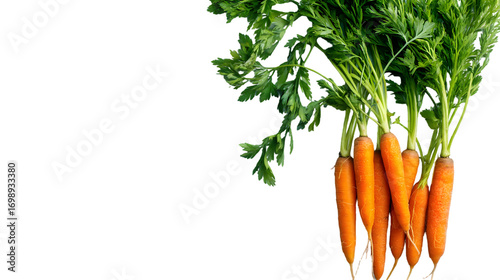 A fresh bunch of vibrant orange carrots with lush leafy green tops and visible rootlets isolated on transparent background.