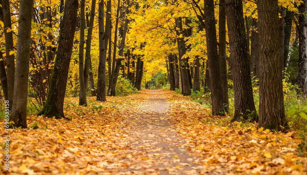Fototapeta premium Autumnal path lined with golden trees (1)