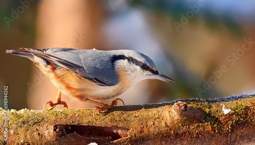close up of a eurasian nuthatch perched on a branch in the forest searching for food on a cold winter day with natural soft light