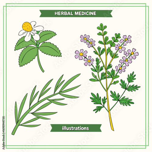 Detailed Botanical Illustrations of Various Herbal Medicine Plants with Green Leaves and Flowers.