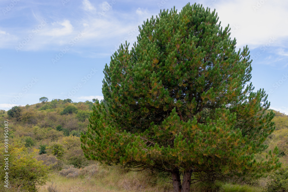 Obraz premium Summer landscape, Pine tree and green grass on dune forest, Conifer tree or shrub in the genus Pinus of the family Pinaceae, Pinus is the sole genus in subfamily Pinaceae, Natural greenery background.