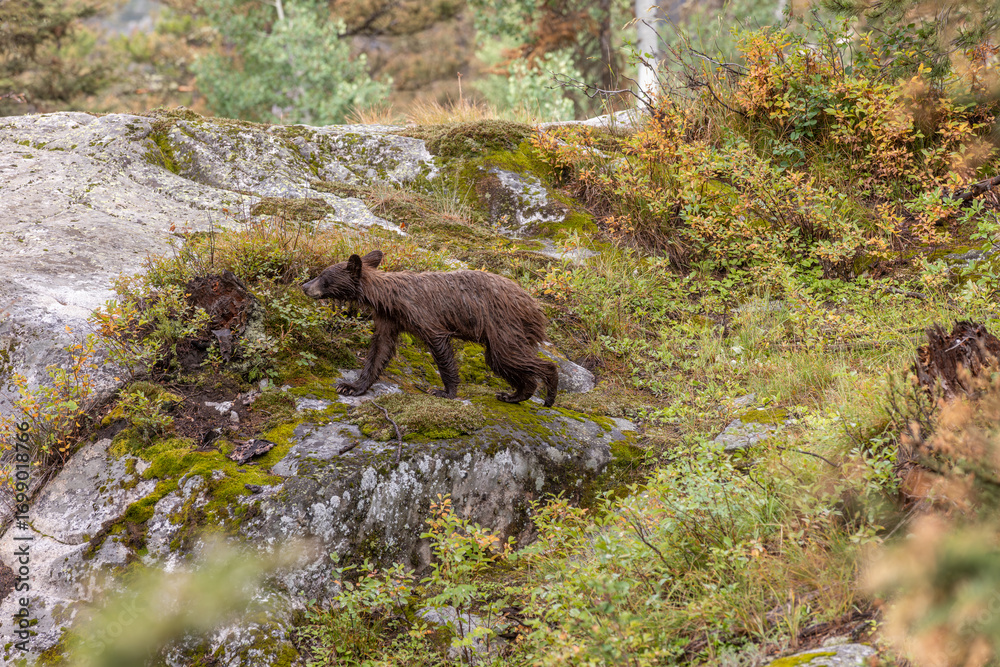 Fototapeta premium Soggy Bear Cub