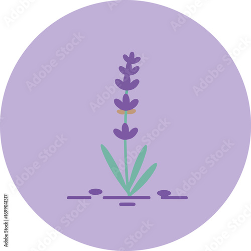 Botanical illustration of a lavender plant with purple flowers and yellow centers on a gradient purple background
