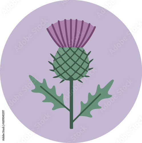 Botanical illustration of a thistle, traditional emblem of Scotland, with a gradient background
