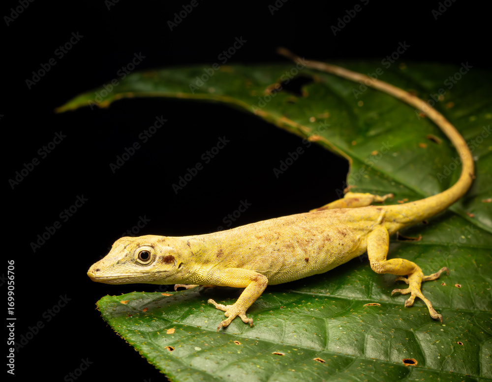 Naklejka premium Anolis, a small arboreal lizard from tropical forests, known for its vibrant colors and camouflage ability.