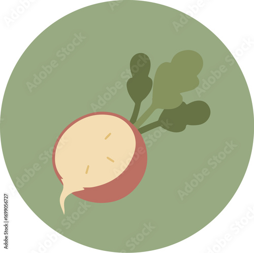 Close-up illustration of a radish with green leafy tops on a light green background