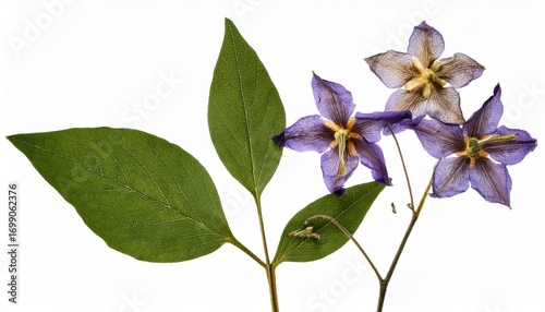 isolated stem of pressed and dried woody nightshade flowers with green leaves on white great for herbarium floristry or creative crafts