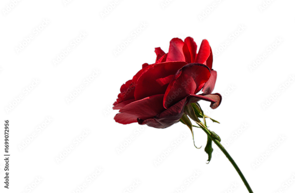 Fototapeta premium Single red rose symbol of love isolated on white