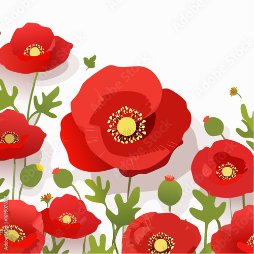 Hintergrund Klatschmohn