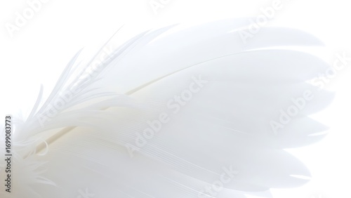 Delicate white feather wing detail, pristine and softly illuminated from above.