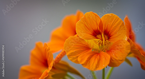 Wallpaper Mural Vibrant orange nasturtium flowers in full bloom with delicate petals and intricate details Torontodigital.ca