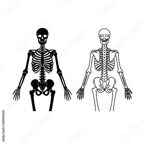 Pair of Human Skeleton Illustrations in Black Silhouette and Outline Style Depicting Anatomy for Medical or Halloween Themes