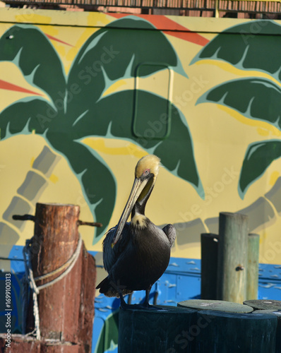 A brown Florida pelican poses in front of a tropical mural, John's Pass Florida