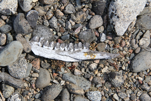Caribou jaw bone on the shore