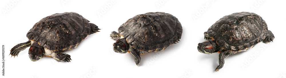 Obraz premium Turtle (Red-eared slider) on white background, collage