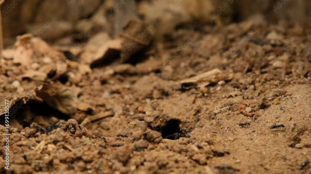 Ants working around their nest in nature. Closeup of ant colony activity on the ground. Ant colony life in natural habitat. Macro shot of ants around anthill. Ants working around their nest in nature. Closeup of ant colony activity on the ground. Ant colony life in natural habitat. Macro shot of ants around anthill.