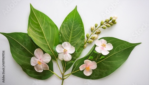 elegant macro composition of vivid brahmi leaves and delicate flowers on an isolated minimalistic background with copy space