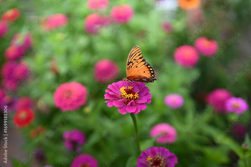 Obraz premium A beautiful garden with colorful flowers and butterflies.