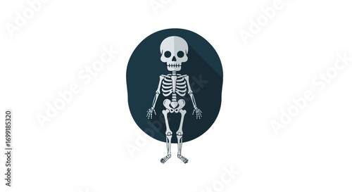 Stylized anatomical representation of human skeleton illustration on a circular shadowed backdrop conveying a minimalist design for scientific