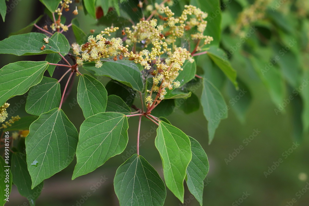 Fototapeta premium アカメガシワの雄花