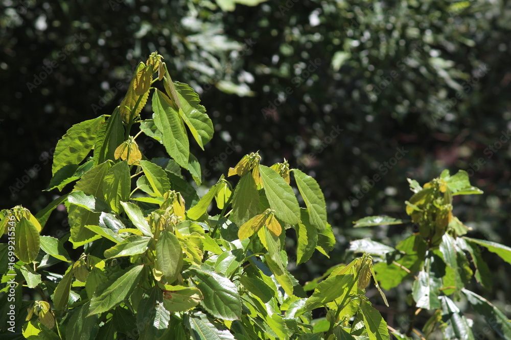 Obraz premium Sob os olhos de alguém apaixonado pela natureza.
