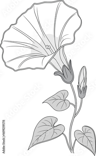 Detailed morning glory flower with buds and heart-shaped leaves, botanical illustration, floral art, nature drawing for coloring book, garden plant vector