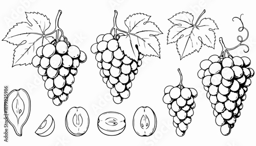 Black and white line art illustration of grape bunches with leaves and sliced plums.
