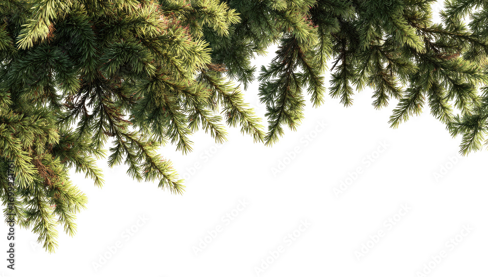 Obraz premium Close-up of pine tree branches