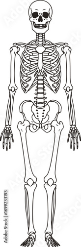 A detailed illustration of a human skeleton, showcasing the intricate bone structure and articulation points. 