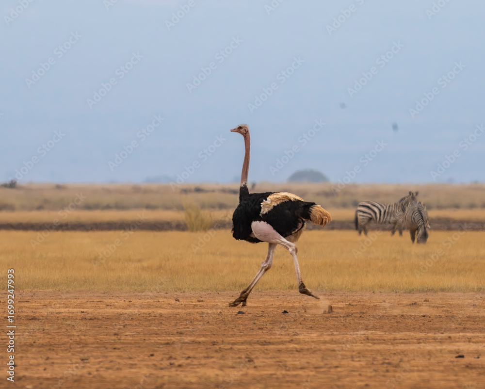 Naklejka premium Male ostrich running through golden savanna in Amboseli national park, Kenya, with zebras in background