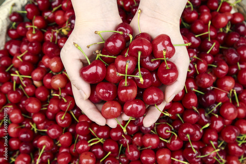 Fresh Red American Cherries Held in Cupped Hands Over Abundant Harvest from Early Season Crop