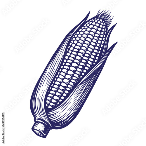 Detailed engraved illustration of a freshly harvested ear of corn on white background