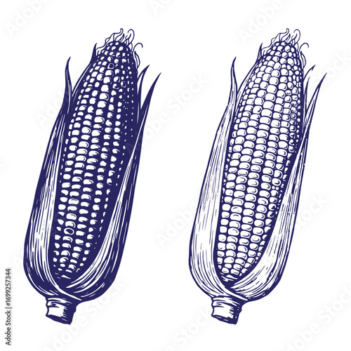 Detailed engraved illustration of two fresh corn on the cob plants depicted with blue lines