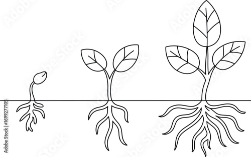 Illustration of plant growth stages from seedling to mature plant