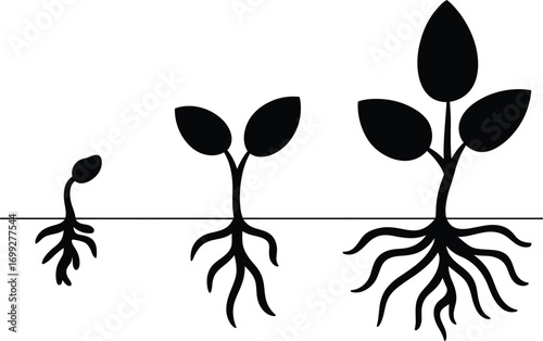 Illustration of plant growth stages from seedling to mature plant