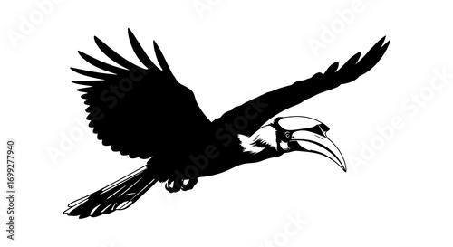 Silhouette of a hornbill bird in flight with wings spread