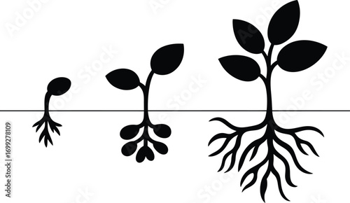 Stages of plant growth from seedling to mature plant with roots