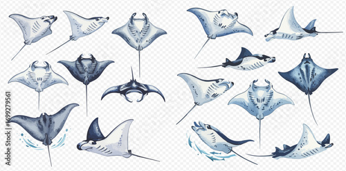 Collection of watercolor illustrations depicting various manta ray species in different poses and angles.