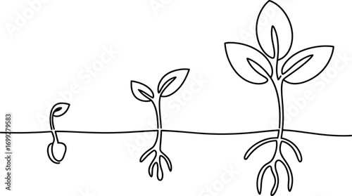 Illustration of plant growth stages from seed to mature seedling