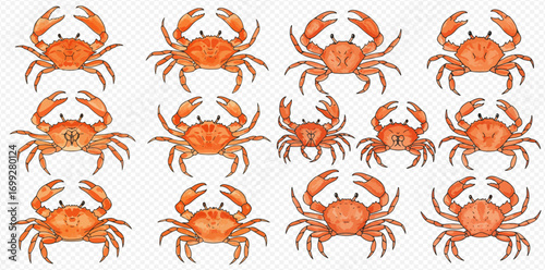 A collection of orange crab illustrations, arranged in a grid pattern, showcasing various poses and perspectives of the crustaceans.