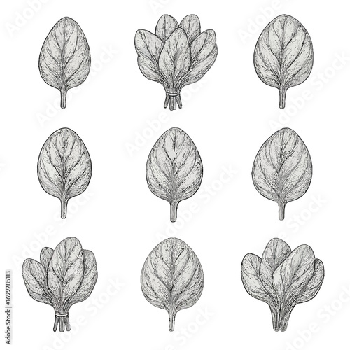 Detailed hand drawn spinach leaves set on gradient background