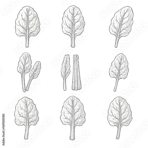 Detailed hand-drawn spinach leaves pattern on gradient background